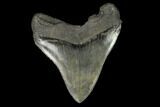 Serrated, Fossil Megalodon Tooth - South Carolina #128295-2